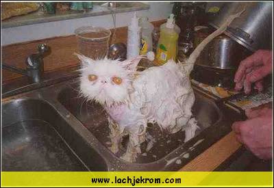kittybath.jpg